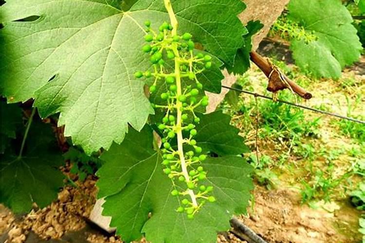 高温高湿条件下如何能使夏黑葡萄丰产