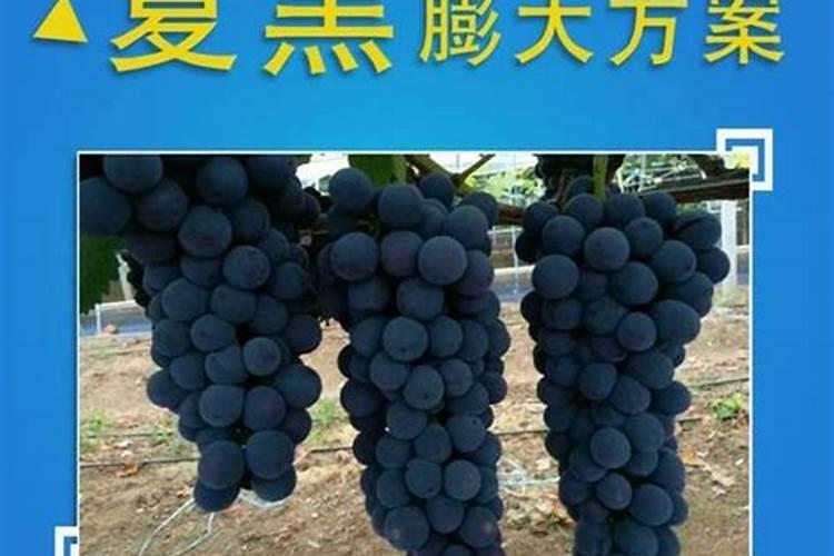 夏黑葡萄如何膨大增色