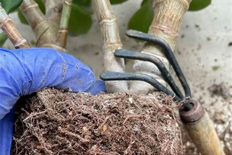 玉树秋季怎样施肥枝干粗壮叶肥厚