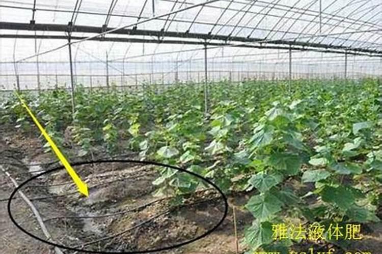 黄瓜缺磷瓜条什么表现？