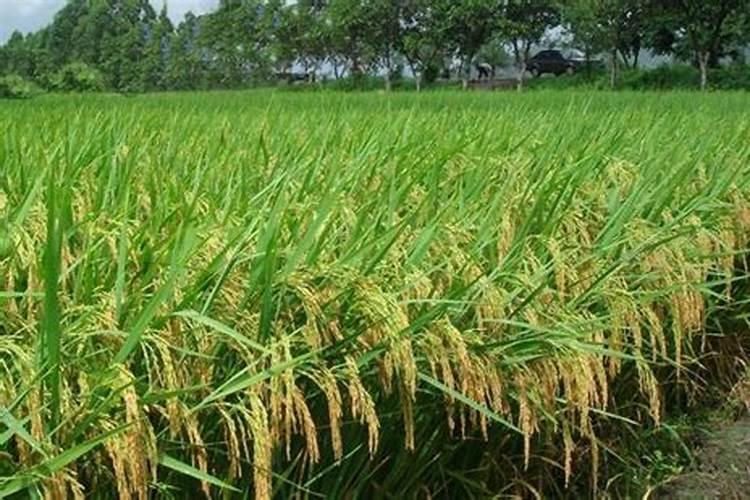 解密:被商家吹嘘为国外高科技生产的“碳肥”,究竟是什么肥料？