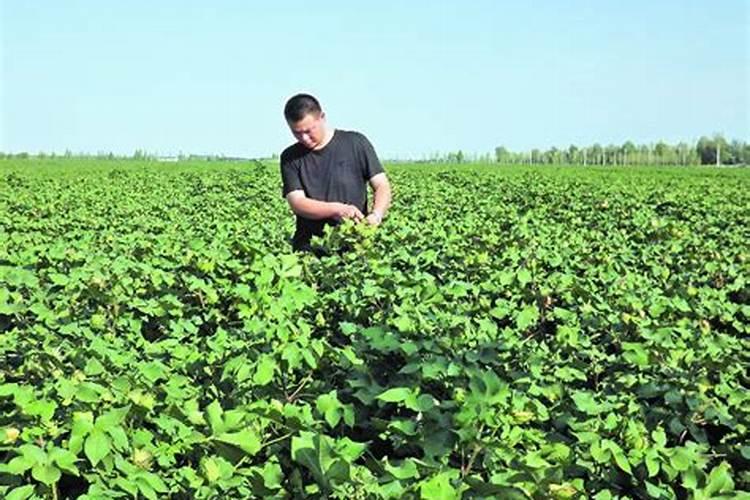 棉花种植注意事项是什么