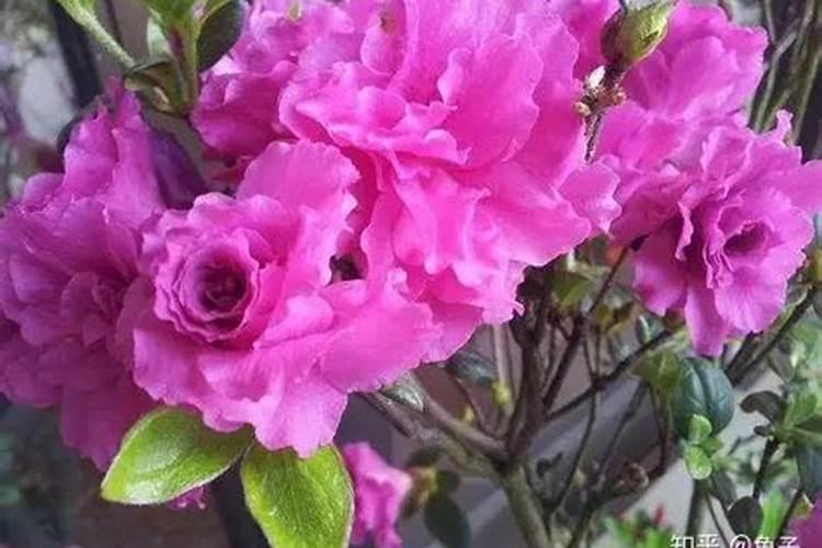 杜鹃如何浇水施肥