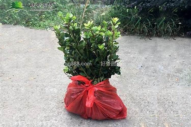 杜鹃花冬季怎么施肥