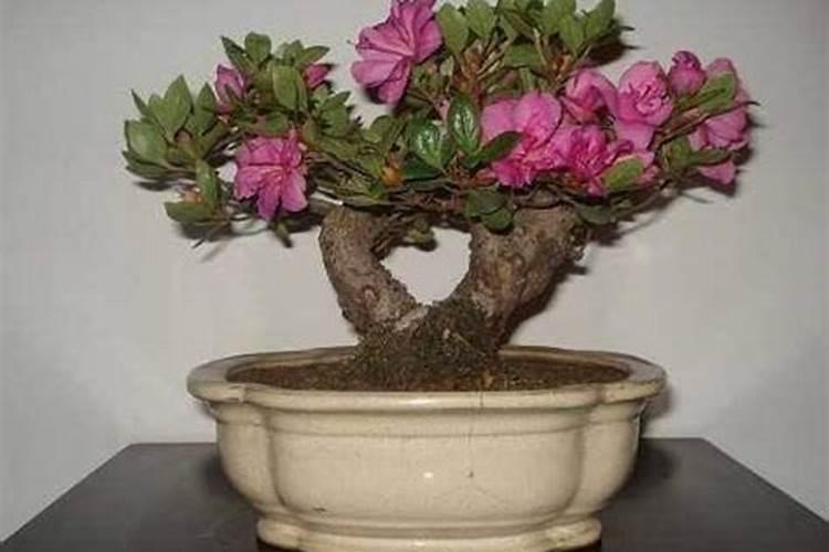 家庭绿植花卉养殖方法及注意事项