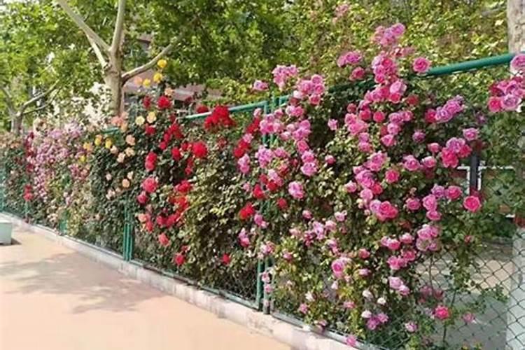 兰花喷洒叶面肥需要注意哪些事项