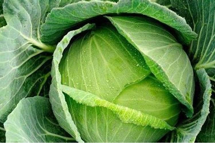 柑橘保花保果用什么药好