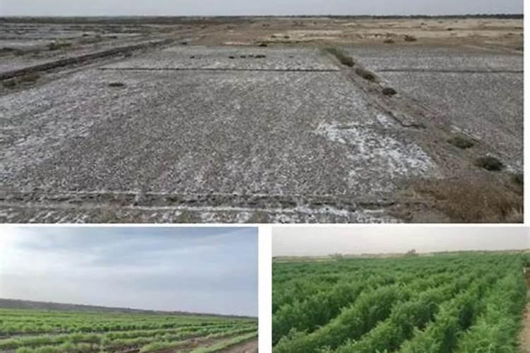 玉米什么时候追肥合适 高产追肥方法