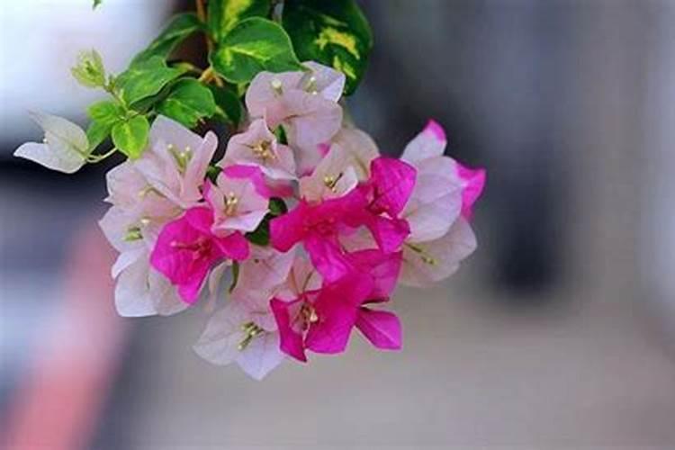 种植大蒜一亩地用多少斤底肥化肥叶面肥