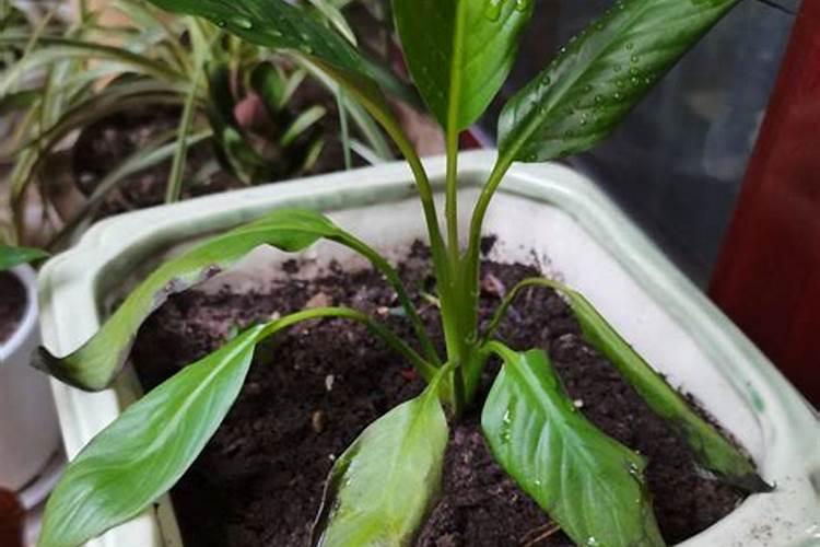 柑橘树的果实增糖着色有哪些辅助措施？