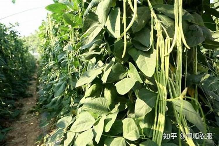 葫芦籽什么时候种植