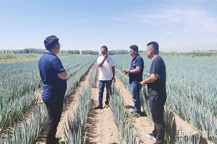 自己种的葱拿什么施肥