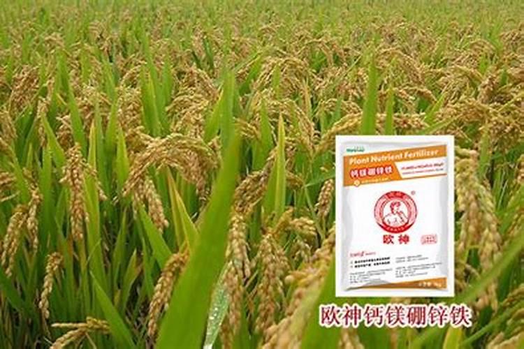 怎样提高钙镁磷肥的使用效果？