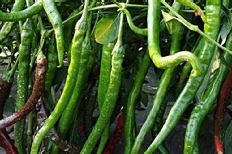 辣椒苗床氮肥多怎么办