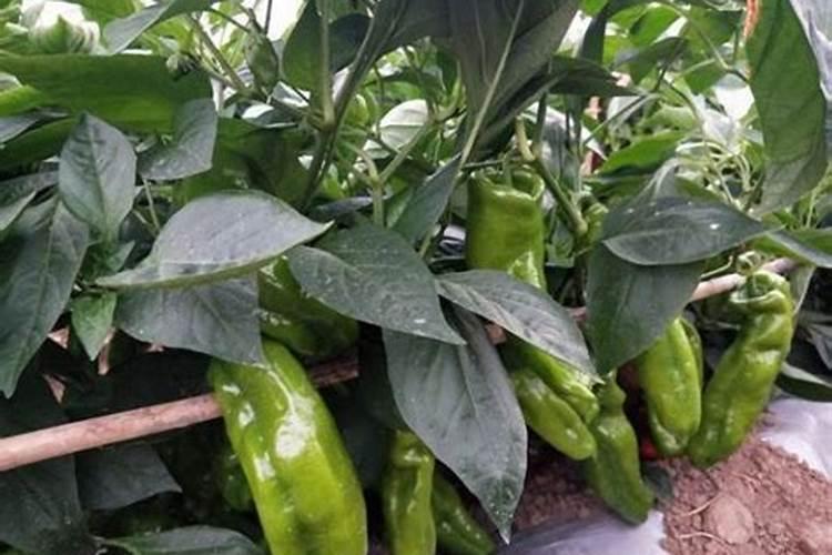 辣椒苗床氮肥多怎么办