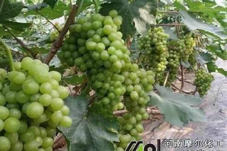 螯合钙肥与硝酸铵钙肥哪个好