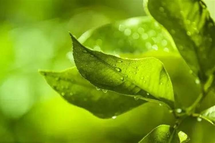 柑橘花期遇上雨水多,落花落果多,果农如何管理？