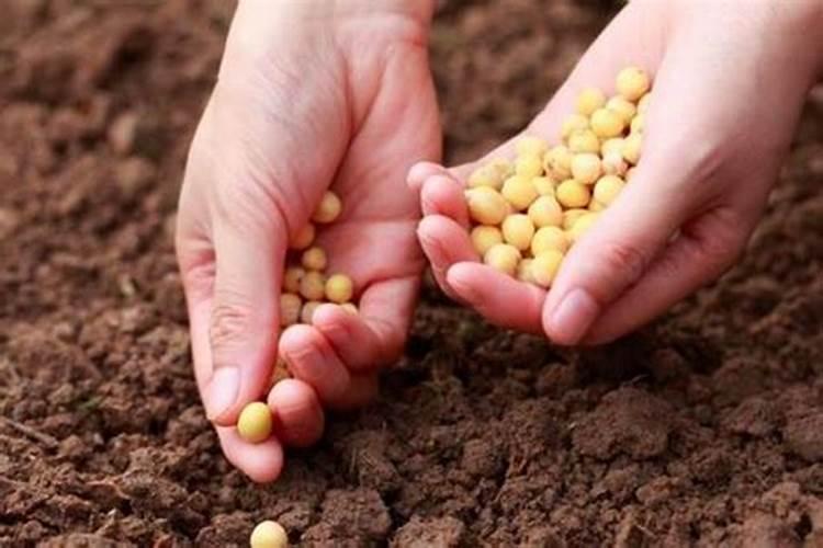 猕猴桃施基肥方法