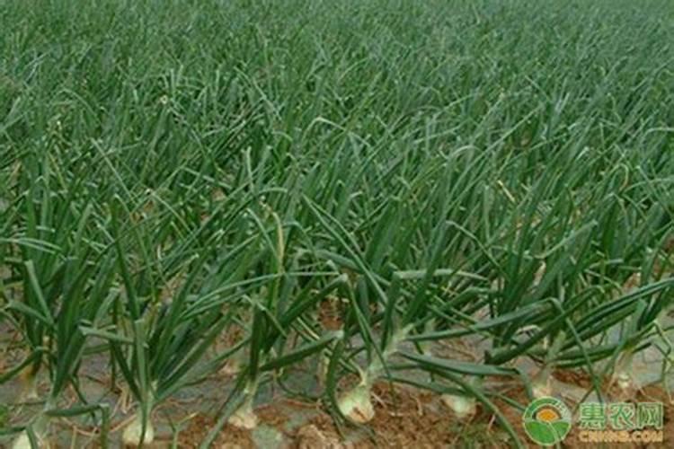 洋葱种植膨果期间用肥料