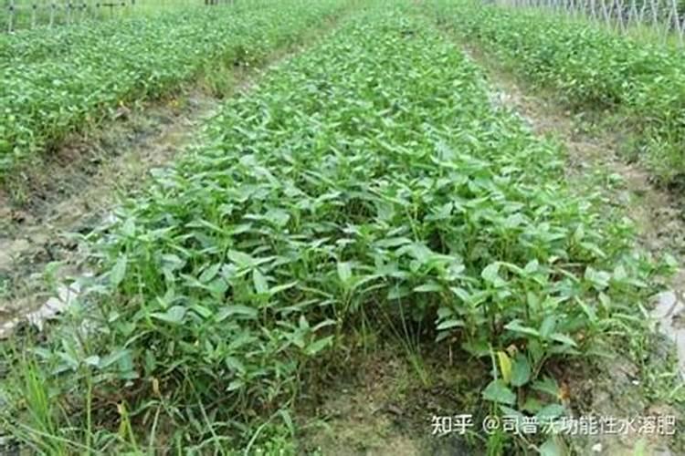 空心菜的芽苗叶子为什么发黄？