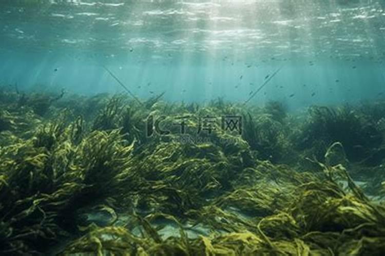 狗狗吃海藻粉的好处？