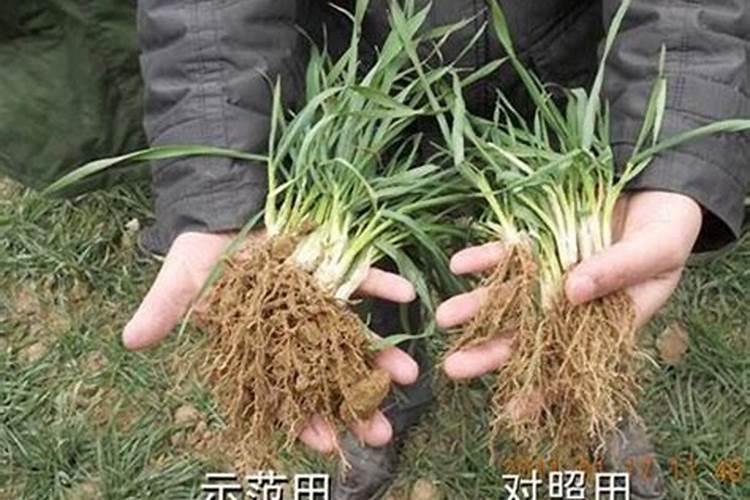 钾肥的有效施用应考虑哪些因素 施用钾肥时浇水的目的