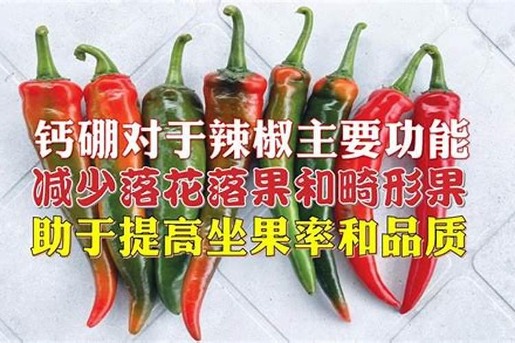 让辣椒多坐果的配方