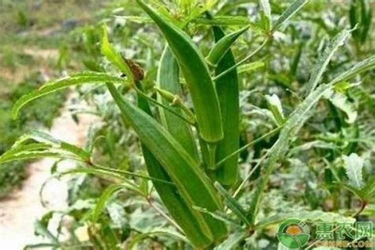 秋葵在什么时候施肥