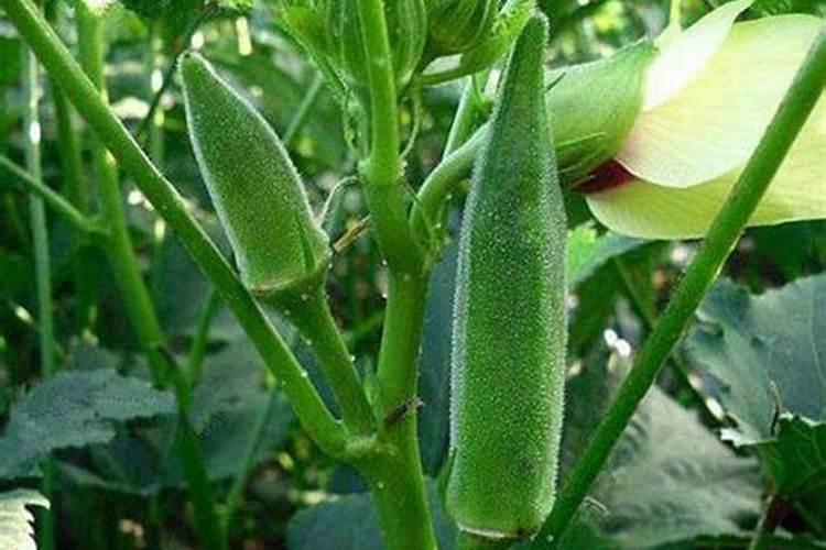 秋葵开花结果期施三个15复合肥好吗？