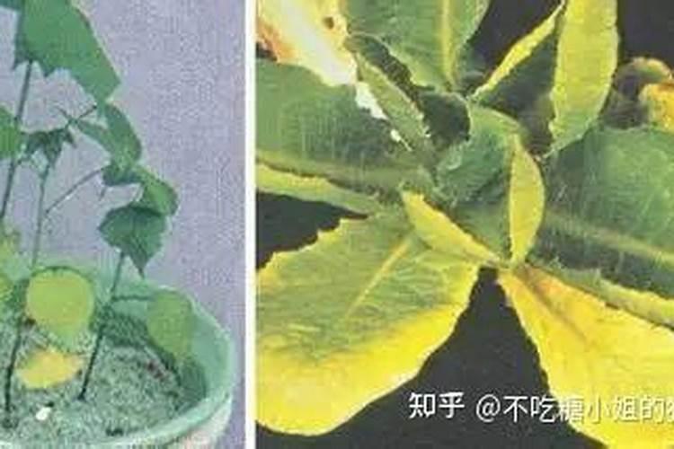 植物缺少必须元素的症状(图片)