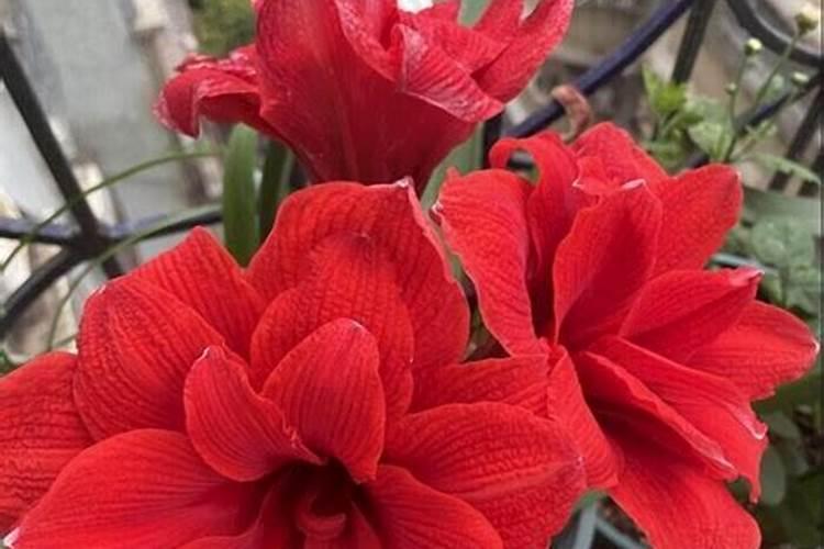 朱顶红开花后花梗处理