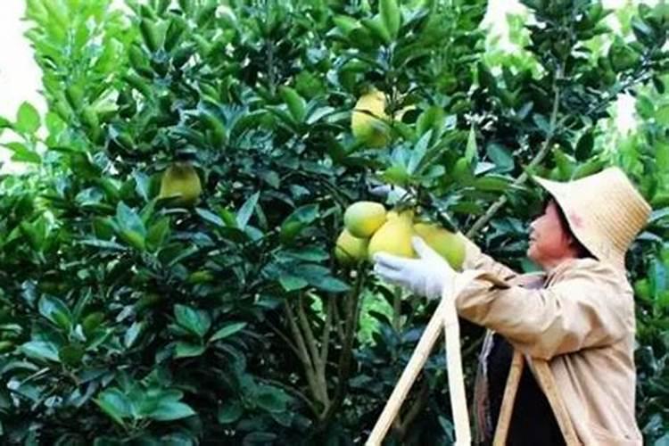 柚子施什么肥最甜,柚子树施什么肥比较好