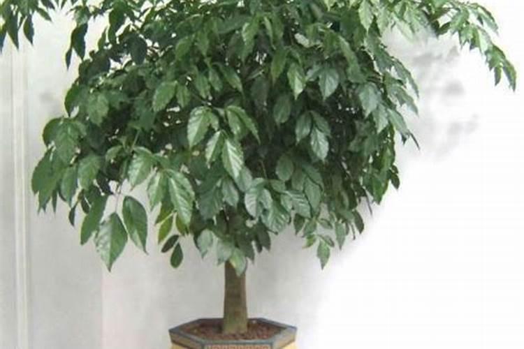 水溶肥直接撒在土表面行吗,会不会造成肥料浪费或烧苗？