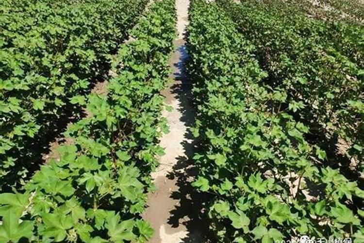 红薯开裂怎么挽救