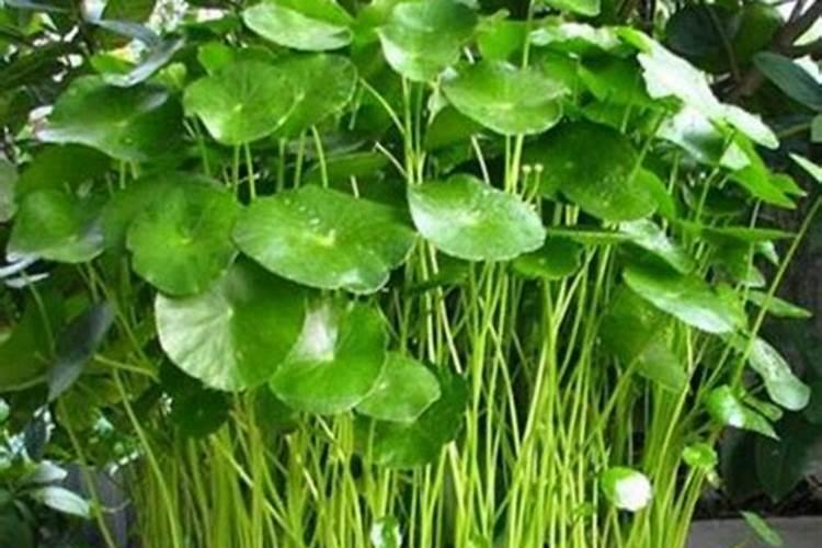 铜钱草籽能直接放水里吗