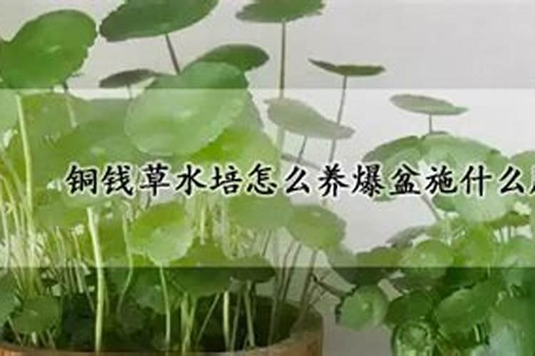 铜钱草怎么水培长得好