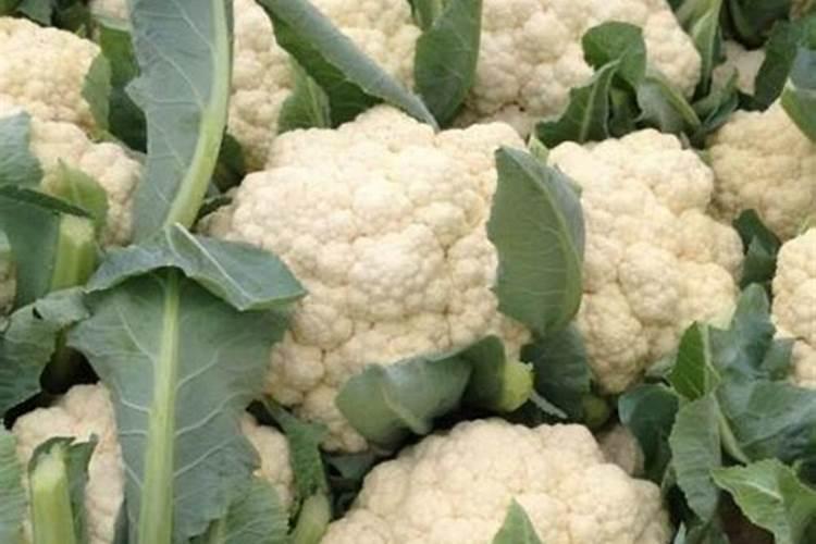 黄瓜的落蔓技术