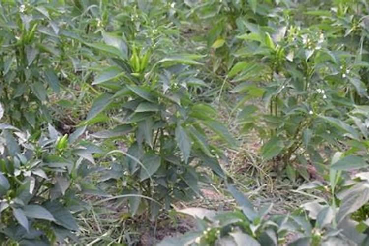 兰花几月份施磷酸二氢钾最佳