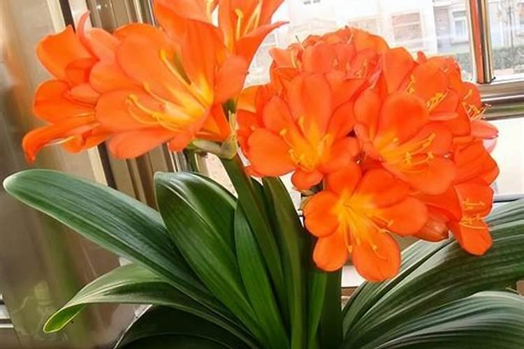 君子兰开花时能施肥吗