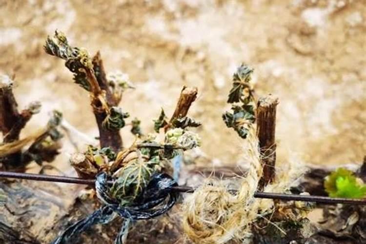 果树化学防霜冻方法 果树化学防霜冻方法是什么