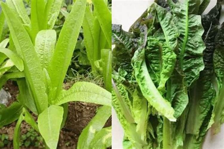 芸苔素内酯在樱桃上能和磷酸二氢钾流体硼糖醇钙混用吗？