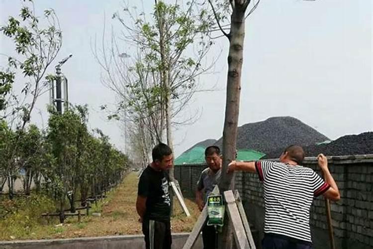 苋菜喜欢什么肥料