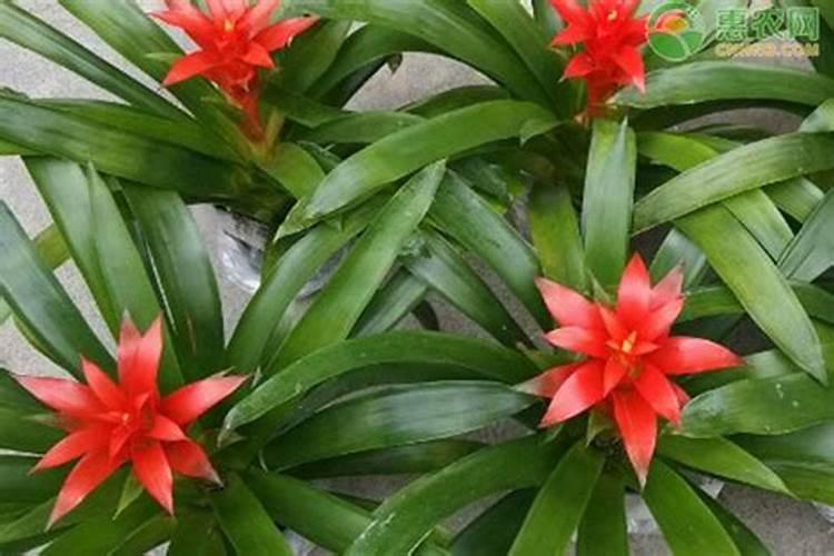 磷肥怎样使用才是正确