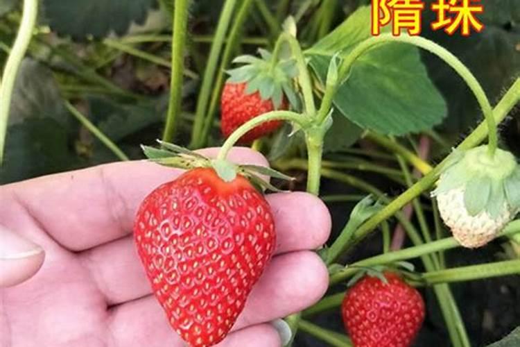 硅肥使用的最佳时间是什么时候？