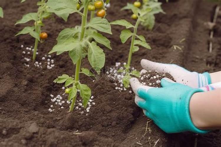 幼苗施肥方法和注意事项