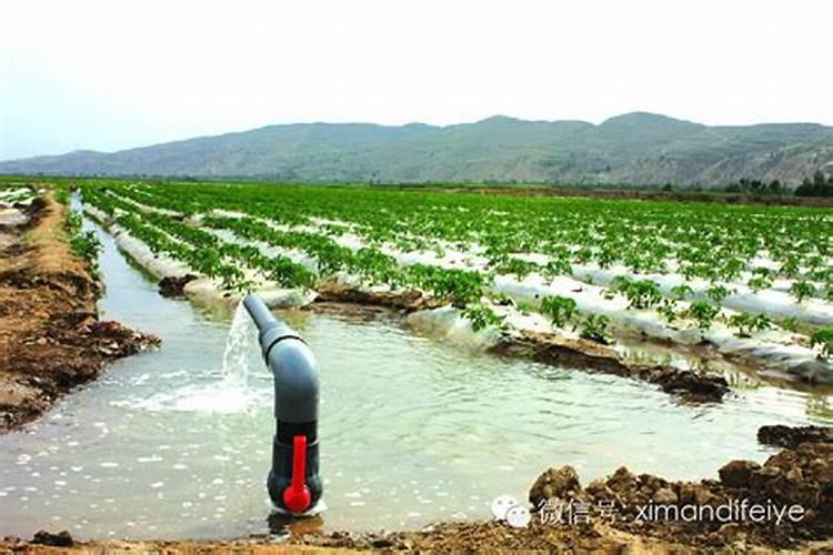 黄杨怎么浇水施肥