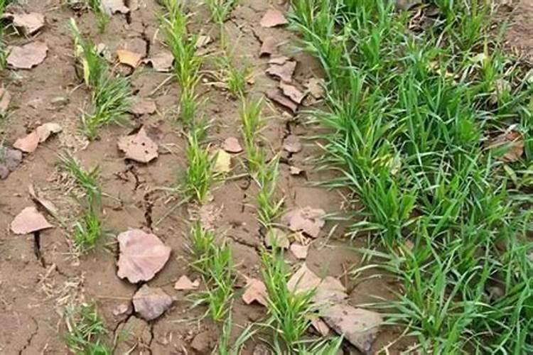 香菜用什么底肥好？香菜冲施肥用哪个？香菜水溶肥用矿源黄腐酸钾黑...