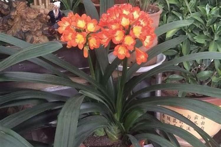 君子兰夏季可以施肥吗