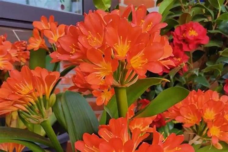 君子兰夏天怎么浇水施肥