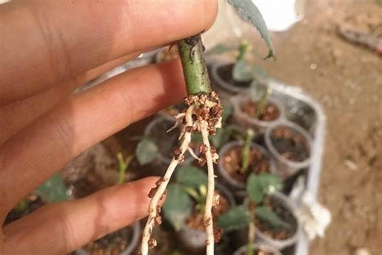 月季扦插多久可以施肥